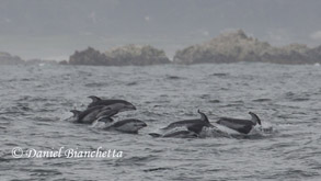 Pacific White-sided Dolphins, photo by Daniel Bianchetta