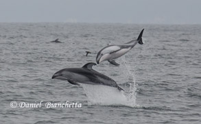 Pacific White-sided Dolphins, photo by Daniel Bianchetta