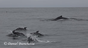 Pacific White-sided Dolphins and Humpback Whale, photo by Daniel Bianchetta