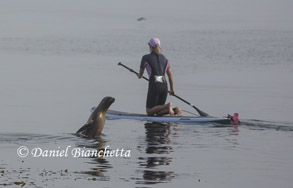 Paddleboarder and curious Sea Lion, photo by Daniel Bianchetta