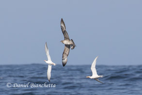 Parasitic Jaeger with Elegant Terns, photo by Daniel Bianchetta