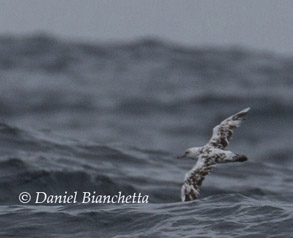 Partial Albinistic Black-vented Shearwater, photo by Daniel Bianchetta