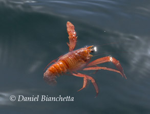 Pelagic Red Crab, photo by Daniel Bianchetta