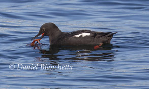 Pigeon Guillemot eating a Pelagic Red Crab, photo by Daniel Bianchetta