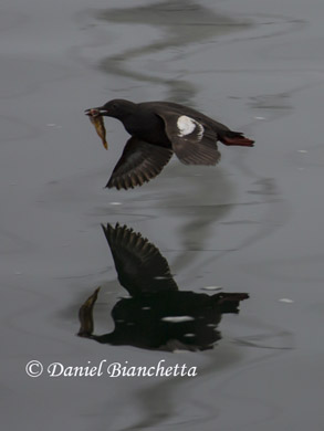 Pigeon Guillemot eating Rockfish, photo by Daniel Bianchetta