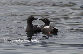 Pigeon Guillemots, photo by Daniel Bianchetta