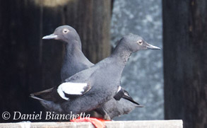 Pigeon Guillemots, photo by Daniel Bianchetta