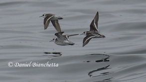 Red-necked Phalaropes, photo by Daniel Bianchetta