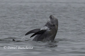 Risso's Dolphin, photo by Daniel Bianchetta