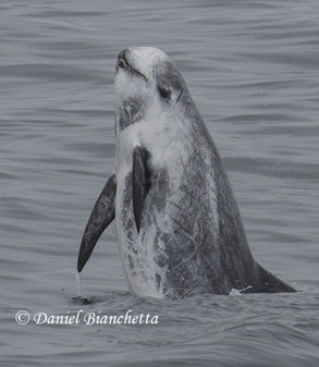 Risso's Dolphin, photo by Daniel Bianchetta