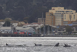 Risso's Dolphins close to harbor, photo by Daniel Bianchetta