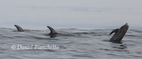 Risso's Dolphins, photo by Daniel Bianchetta