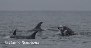 Risso's Dolphins, photo by Daniel Bianchetta