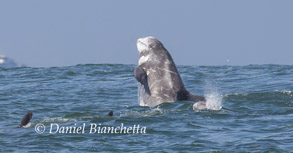 Risso's Dolphins, photo by Daniel Bianchetta