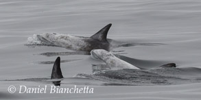 Risso's Dolphins, photo by Daniel Bianchetta