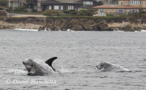 Risso's Dolphins, photo by Daniel Bianchetta