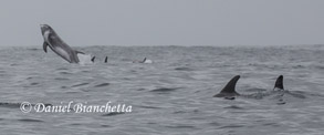 Risso's Dolphins, photo by Daniel Bianchetta