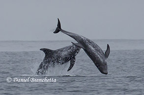 Risso's Dolphins, photo by Daniel Bianchetta