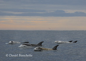 Risso's Dolphins, photo by Daniel Bianchetta