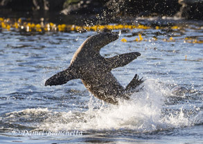 California Sea Lion, photo by Daniel Bianchetta