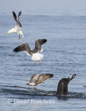 Southern Sea Otter with Crab, photo by Daniel Bianchetta