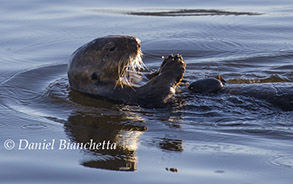 Sea Otter breaking clam on rock, photo by Daniel Bianchetta