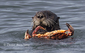 Southern Sea Otter eating Dungeness Crab, photo by Daniel Bianchetta