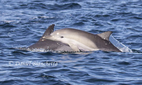 Short-beaked Common Dolphin calf, photo by Daniel Bianchetta