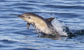 Short-beaked Common Dolphin, photo by Daniel Bianchetta