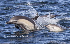 Short-beaked Common Dolphins, photo by Daniel Bianchetta