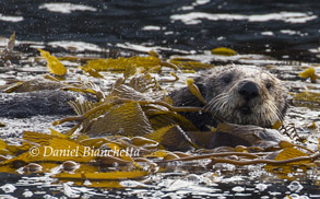 Southern Sea Otter in kelp, photo by Daniel Bianchetta