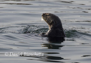 Southern Sea Otter, photo by Daniel Bianchetta