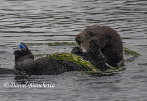 Southern Sea Otter, photo by Daniel Bianchetta