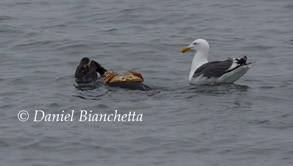 Southern Sea Otter with Crab, photo by Daniel Bianchetta