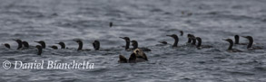 Southern Sea Otter with Brandt's Cormorants, photo by Daniel Bianchetta