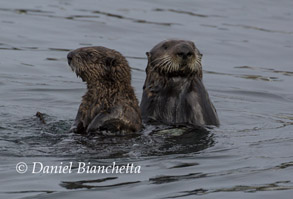 Southern Sea Otters, photo by Daniel Bianchetta