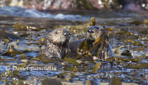 Southern Sea Otters, photo by Daniel Bianchetta