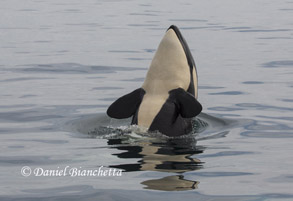 Spyhopping Killer Whale photo by Daniel Bianchetta