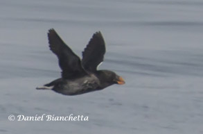 Tufted Puffin, photo by Daniel Bianchetta