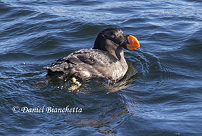 Tufted Puffin, photo by Daniel Bianchetta