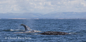 Three Gray Whales, photo by Daniel Bianchetta