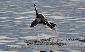 Acrobatic California Sea Lion, photo by Daniel Bianchetta