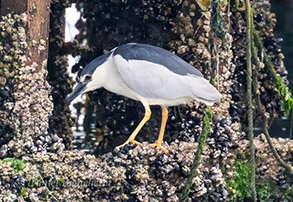 Black-crowned Night Heron, photo by Daniel Bianchetta