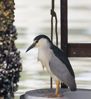 Black-crowned Night Heron, photo by Daniel Bianchetta