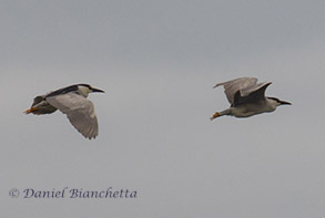 Black-crowned Night Herons, photo by Daniel Bianchetta