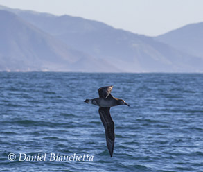 Black-footed Albatross, photo by Daniel Bianchetta