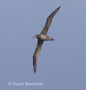 Black-footed Albatross, photo by Daniel Bianchetta