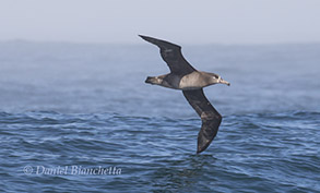 Black-footed Albatross, photo by Daniel Bianchetta