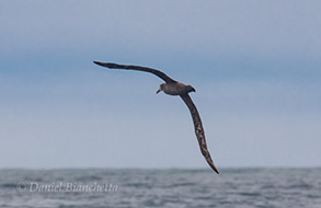 Black-footed Albatross, photo by Daniel Bianchetta