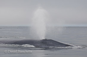 Blue Whale blow, photo by Daniel Bianchetta